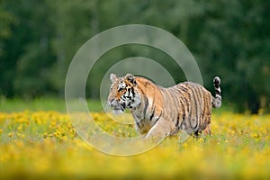 Flowered meadow with danger animal. Wildlife Russia. Summer with tiger. Animal walking in bloom. Tiger with yellow flowers. Siberi