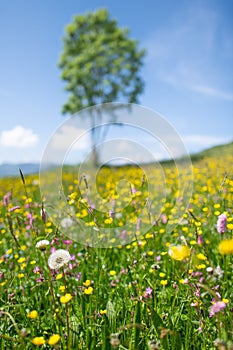 Flowered meadow in the spring of Dandelion with a plant in the b