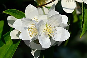 Flowered mock-orange (Philadelphus)