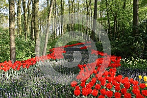 Flowered Path In Woods