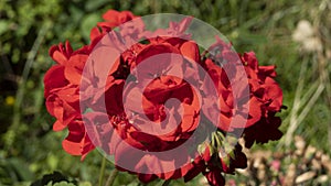 Flowered red geranium photo