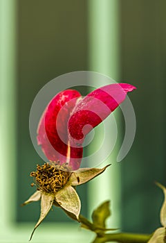 Flowered rose with a single red petal and several sepals, unobstructed view of the stamens against an isolated greenish background photo