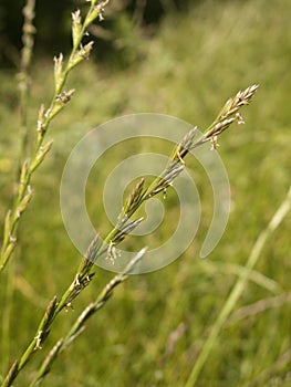 Lolium perenne grass photo