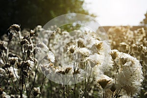 Flowered Thistle, Thistle of the field. Flowers wild grass Thistle Cirsium arvense, creeping Thistle in summer.