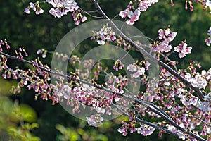 Flowered tree in the springtime