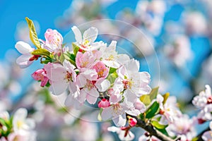 Flowered Tree with Blue Sky