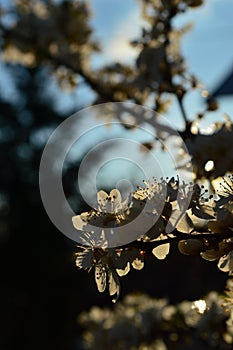 Flowered tree breanch