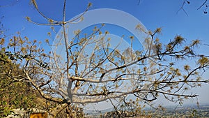 A flowered tree and clear blue sky
