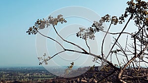 A flowered tree and clear blue sky