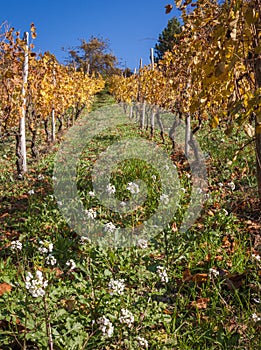 Flowered vineyards