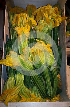 Flowered zucchini in the wooden box photo
