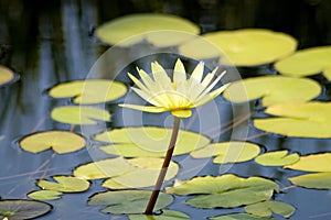 Floweres on Lillies