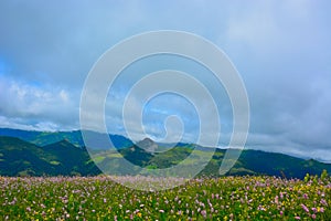 Flowerfield in the highlands