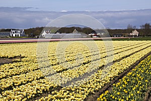 Flowerfield in Holland