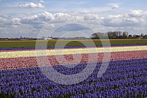 Flowerfield in Holland