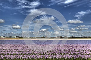 Flowerfield in Holland