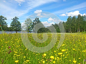 Flowerfield and lake