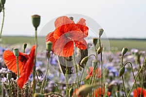 Flowerfield photo