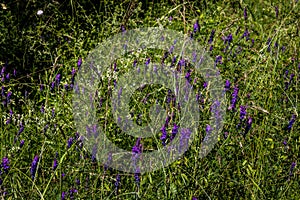 A flowerfield in purple, white and green, aquarell