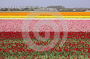 Flowerfields in Holland
