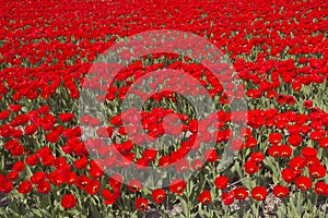 Flowerfields in Holland