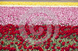 Flowerfields in Holland