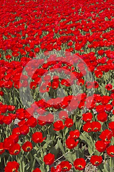 Flowerfields in Holland