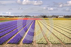 Flowerfields in Holland