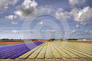 Flowerfields in Holland