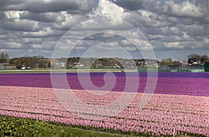 Flowerfields in Holland