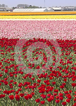 Flowerfields in Holland