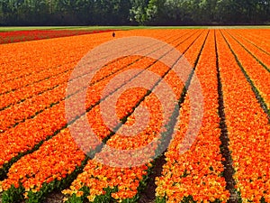 Flowerfields in various colors in The Netherlands