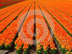 Flowerfields in various colors in The Netherlands