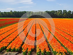 Flowerfields in various colors in The Netherlands