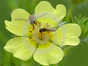 Flowerflies Feeding On Yellow Flower