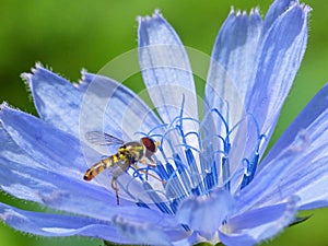 Flowerfly Eating Pollen On A Blue Flower