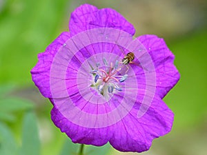 Flowerfly On Geranium