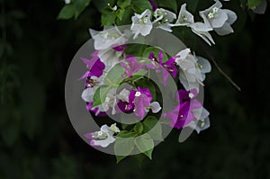 Flowerful big purple bougainvillea plant tree in the street of an mediterranean village photo