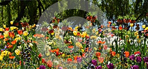 Flowergarden on spring, colorful beauty parkflowers, tulips,poppy