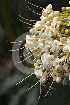 Flowerhead of a clerodendrum floribundum