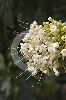 Flowerhead of a clerodendrum floribundum