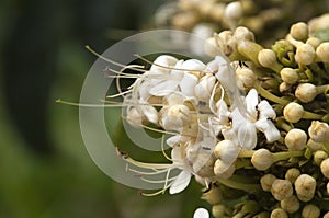 Flowerhead of a clerodendrum floribundum photo
