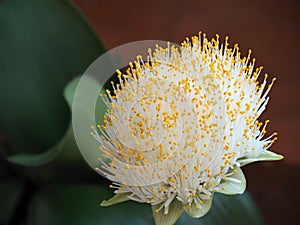 Flowerhead of the houseplant Paint Brush