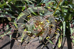 Flowerhead of a manfreda guttata also know as polianthes guttata