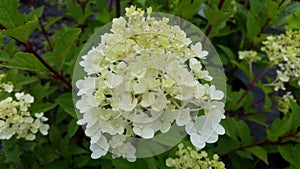 Hydrangea paniculata `Vanille Fraise` photo