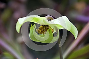 Flowerhead of pitcher plant after petals fell off