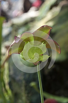 Flowerhead of Sarracenia purpurea plant after petals fell off