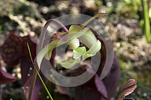 Flowerhead of Sarracenia purpurea plant after petals fell off