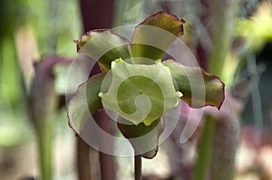 Flowerhead of Sarracenia purpurea plant after petals fell off