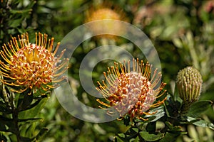 Flowerheads of a \'carnival orange\' wart-stemmed pincushion (leucospermum cuneiforme) photo